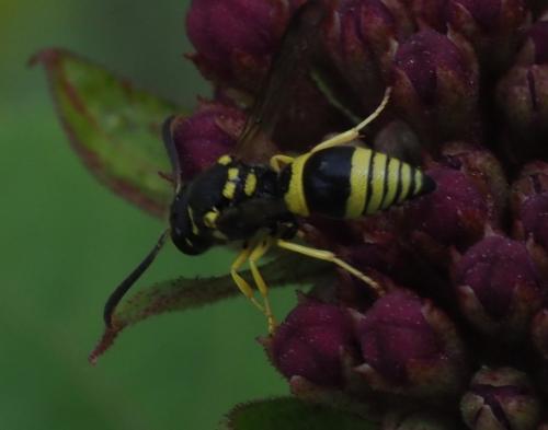 Ancistrocerus sp.